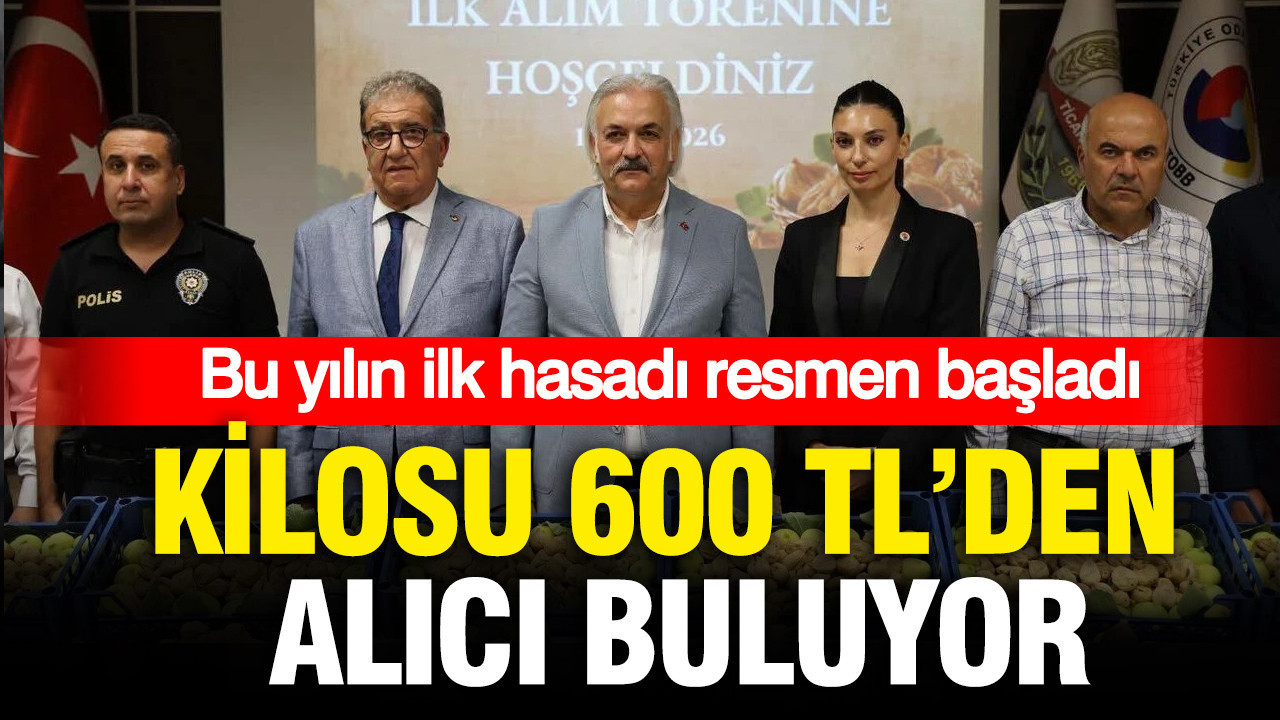 Kilosu 600 TL’den satılmaya başlandı: Bu ürün altınla rekabet ediyor, ilk hasat süreci başladı